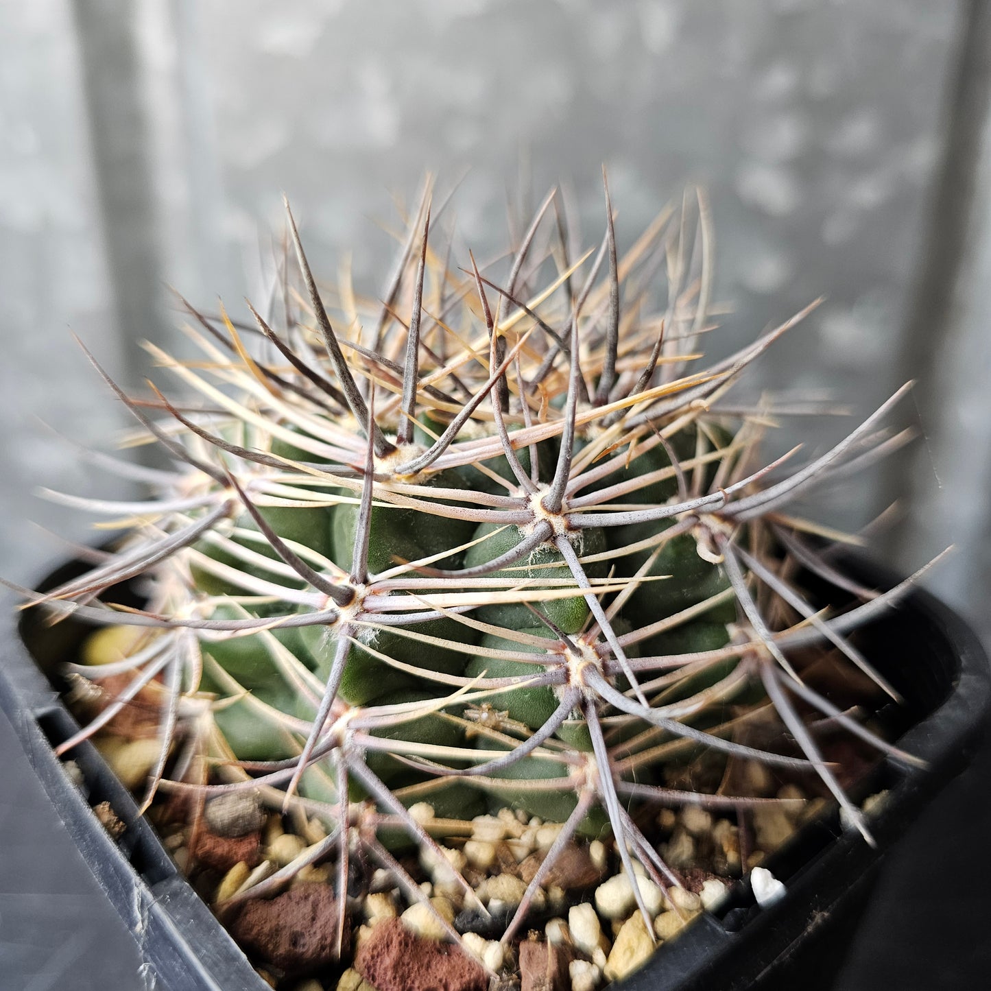Gymnocalycium bicolor