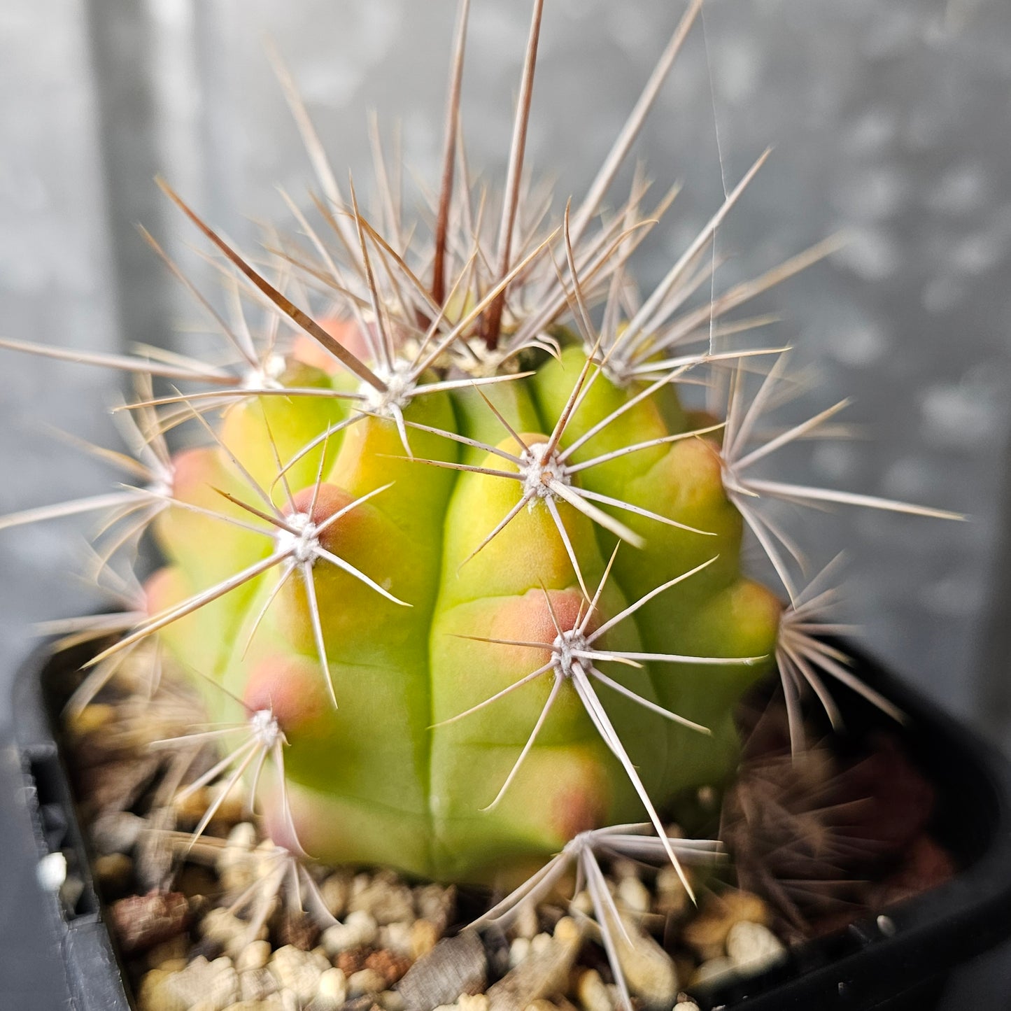 Gymnocalycium paediophilum