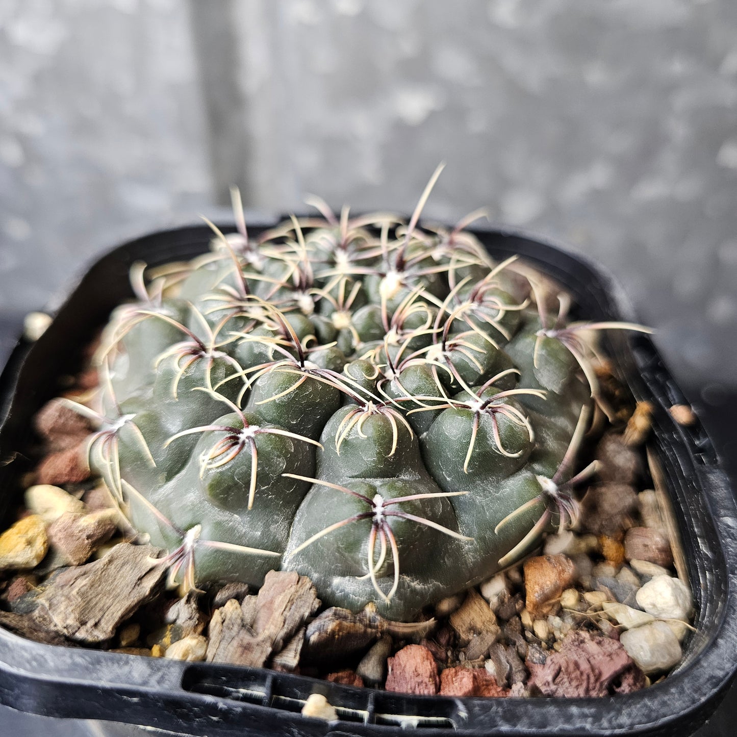 Gymnocalycium Species 2077