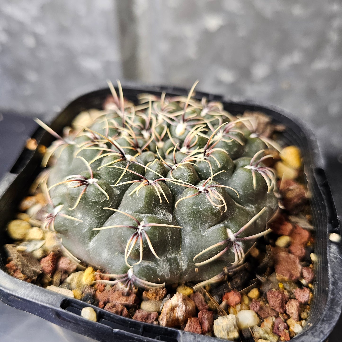 Gymnocalycium Species 2077