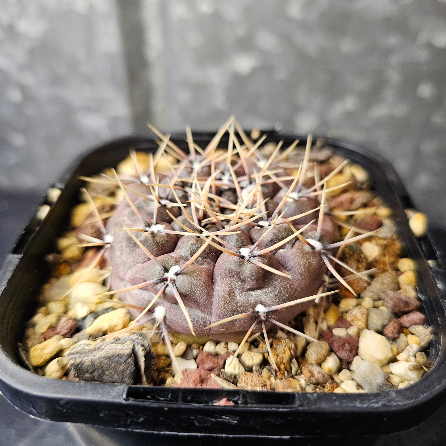 Gymnocalycium keislingii