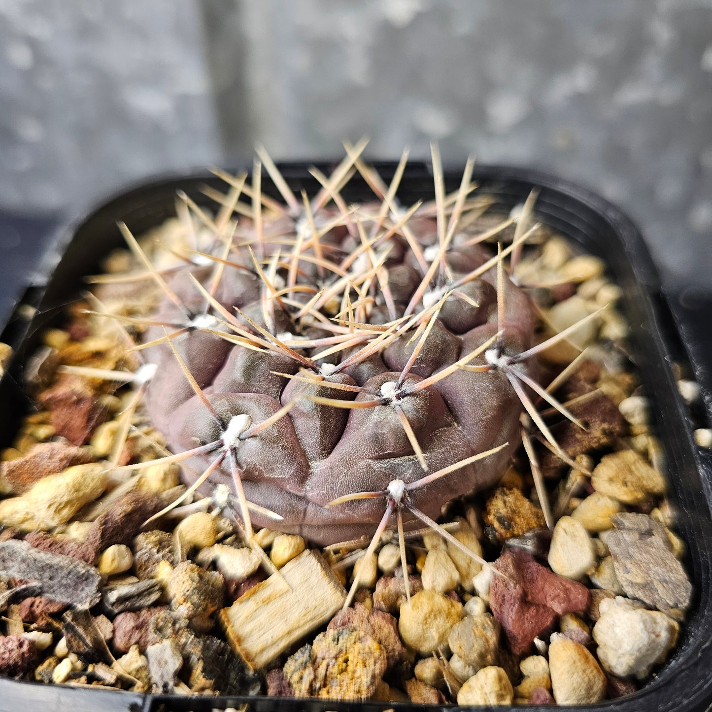 Gymnocalycium keislingii