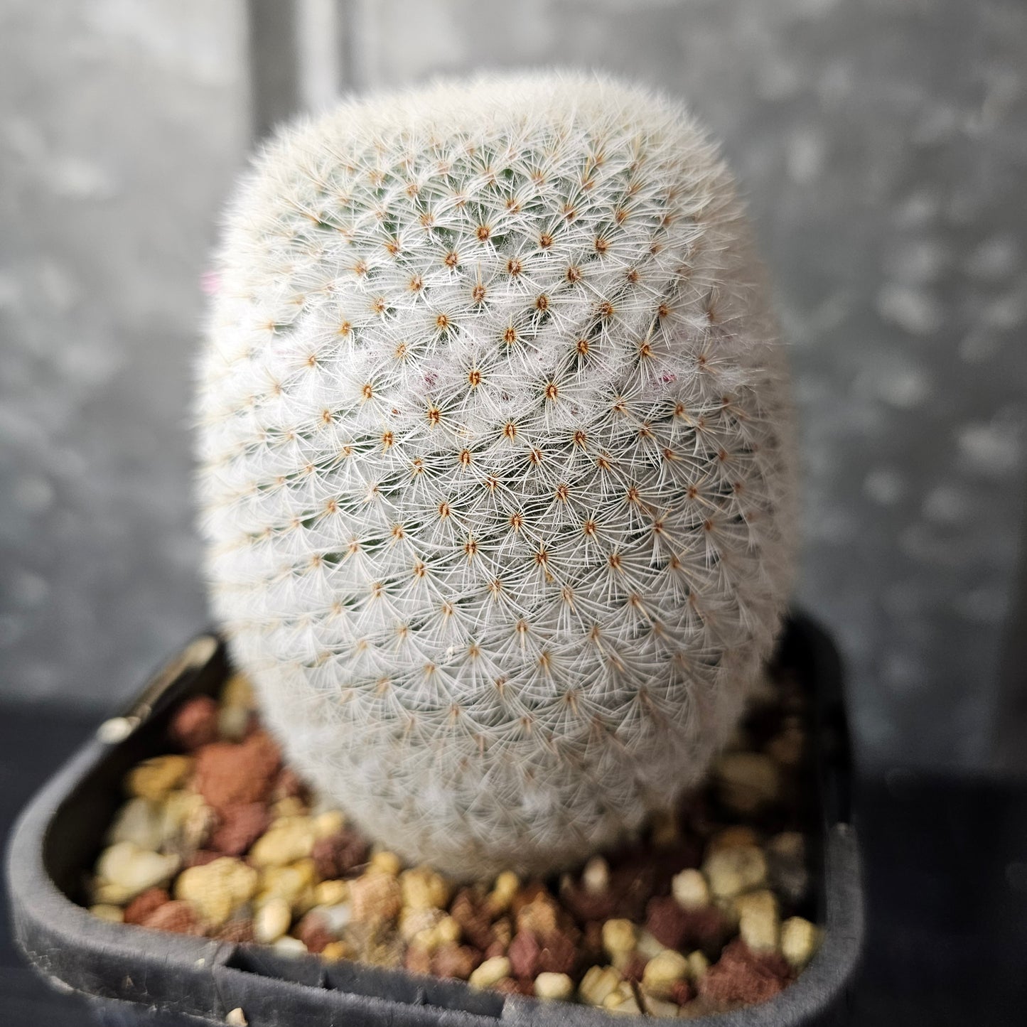 Mammillaria supertexta