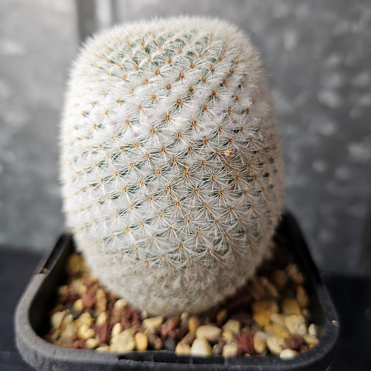 Mammillaria supertexta