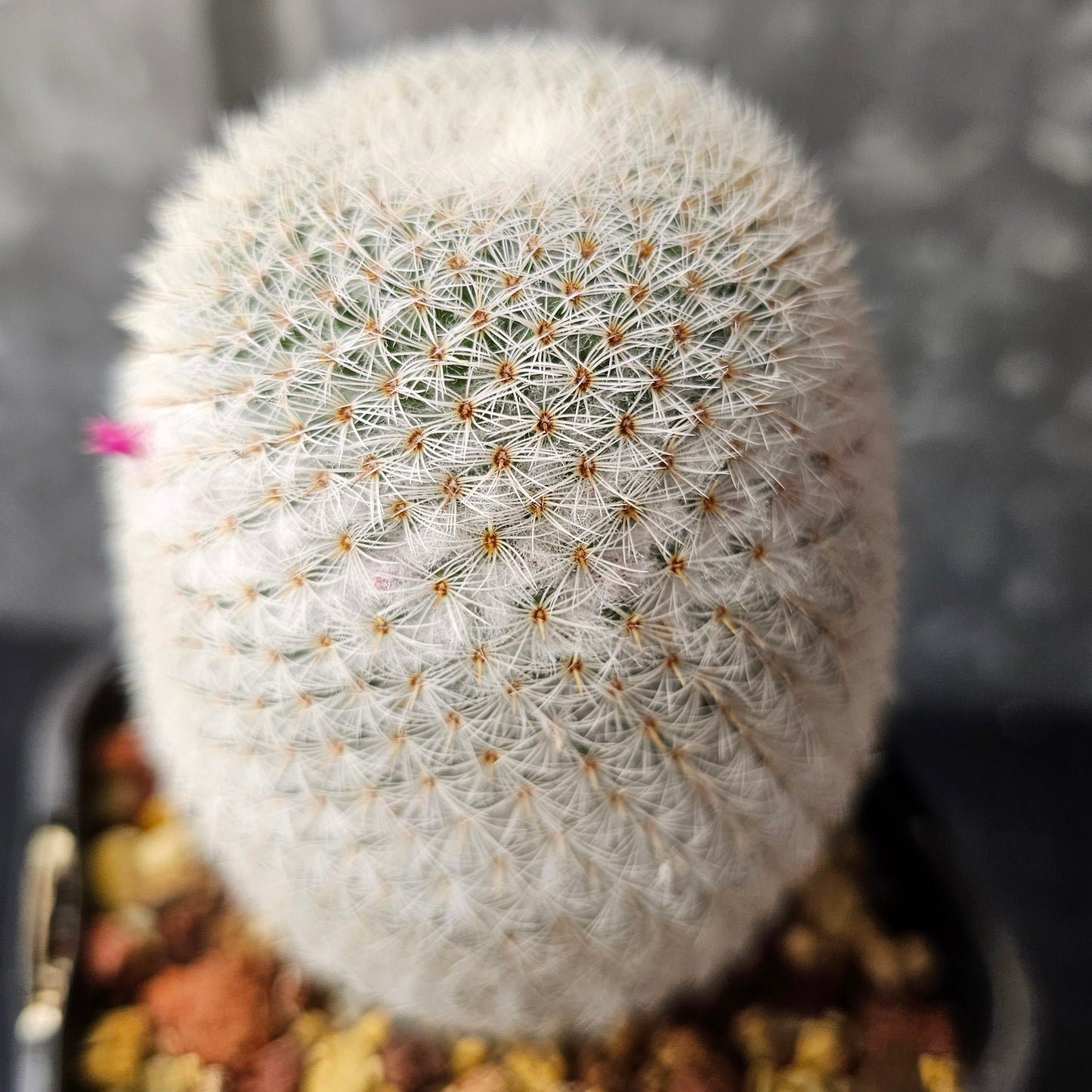 Mammillaria supertexta, compact cactus with brilliant white spines and vibrant pink flowers.