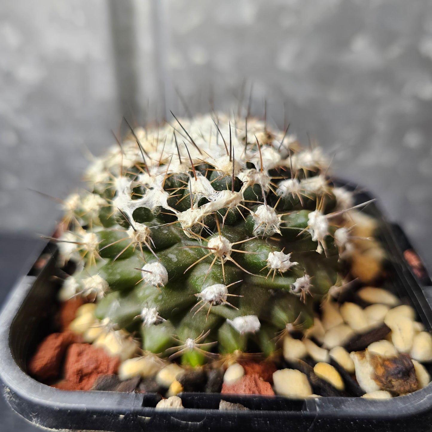 Copiapoa tenuissima