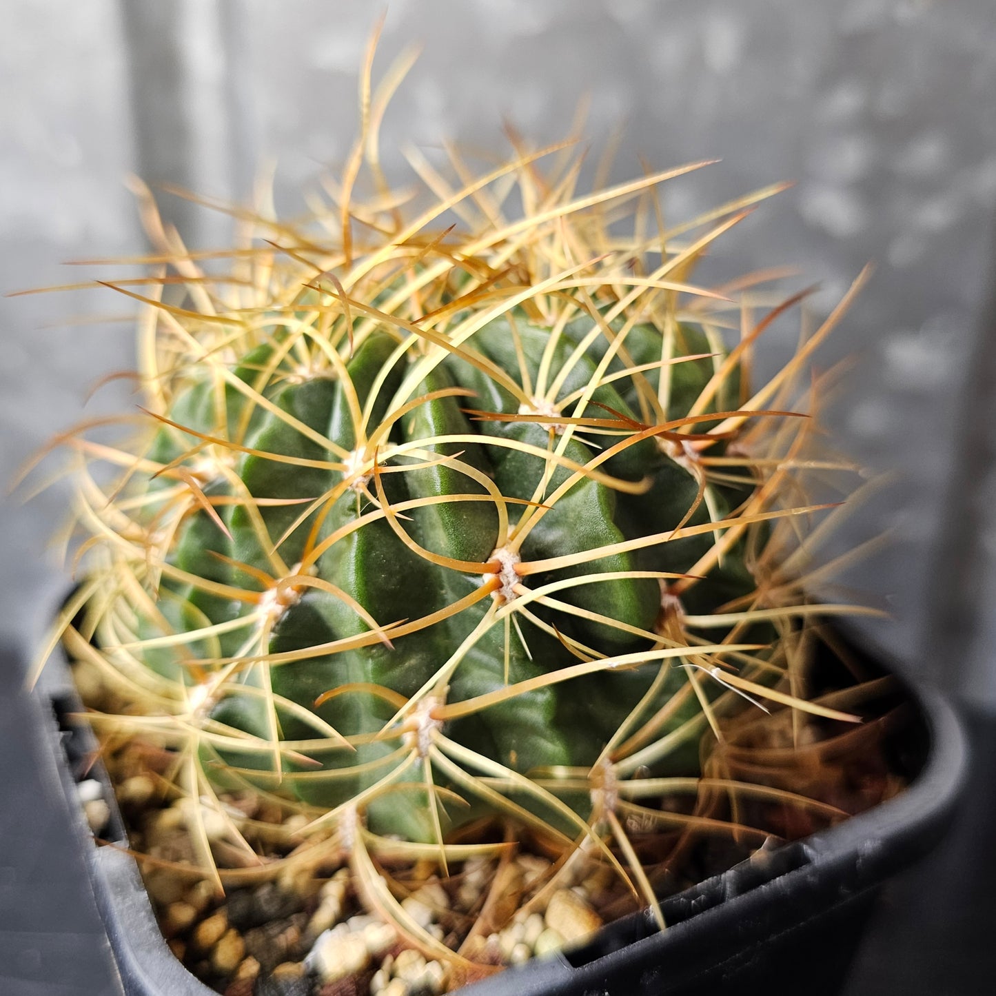 Lobivia maximiliana