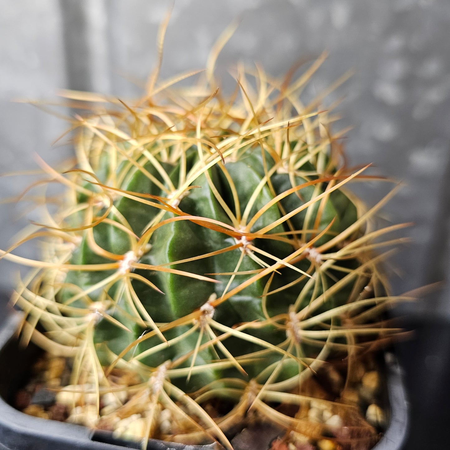 Lobivia maximiliana