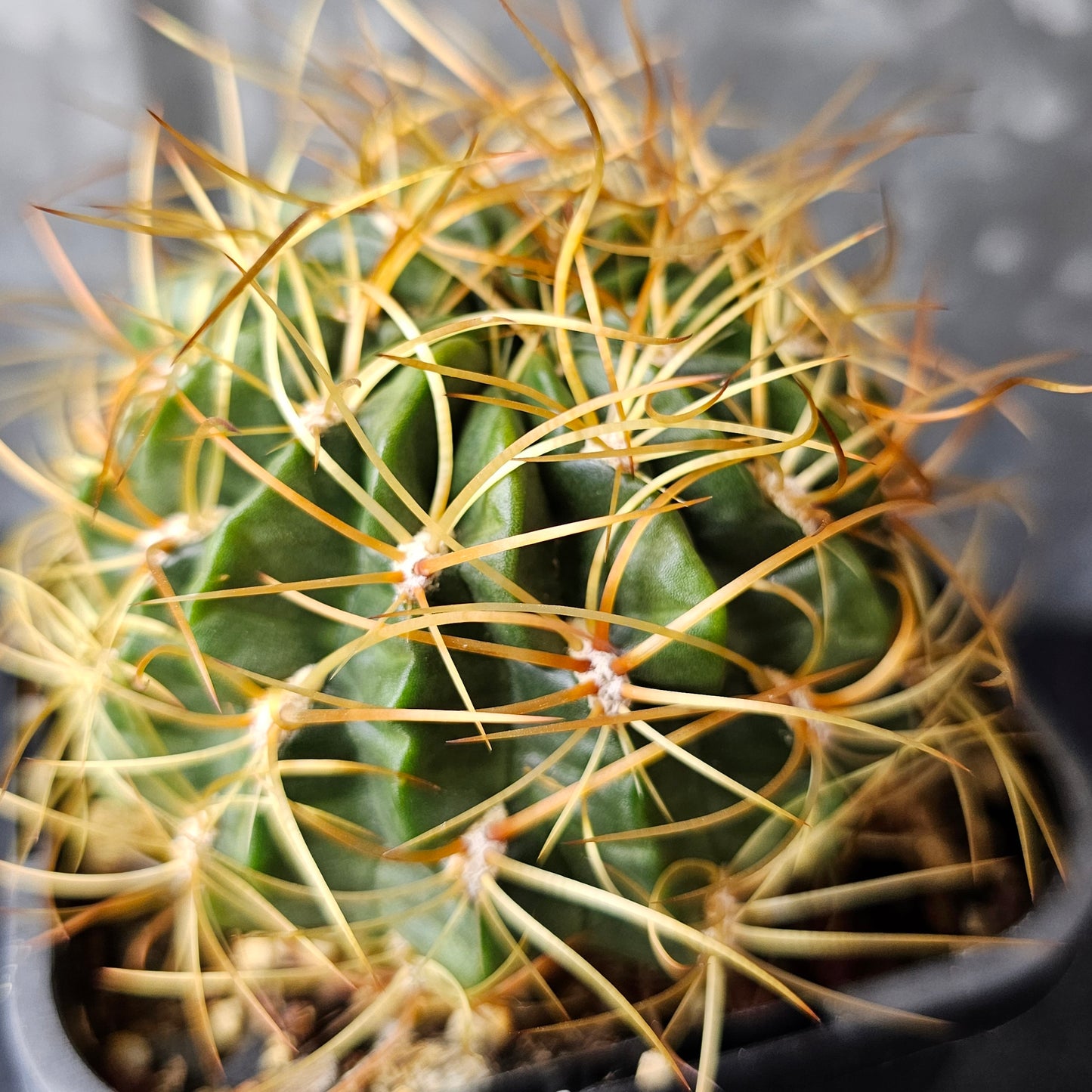 Lobivia maximiliana