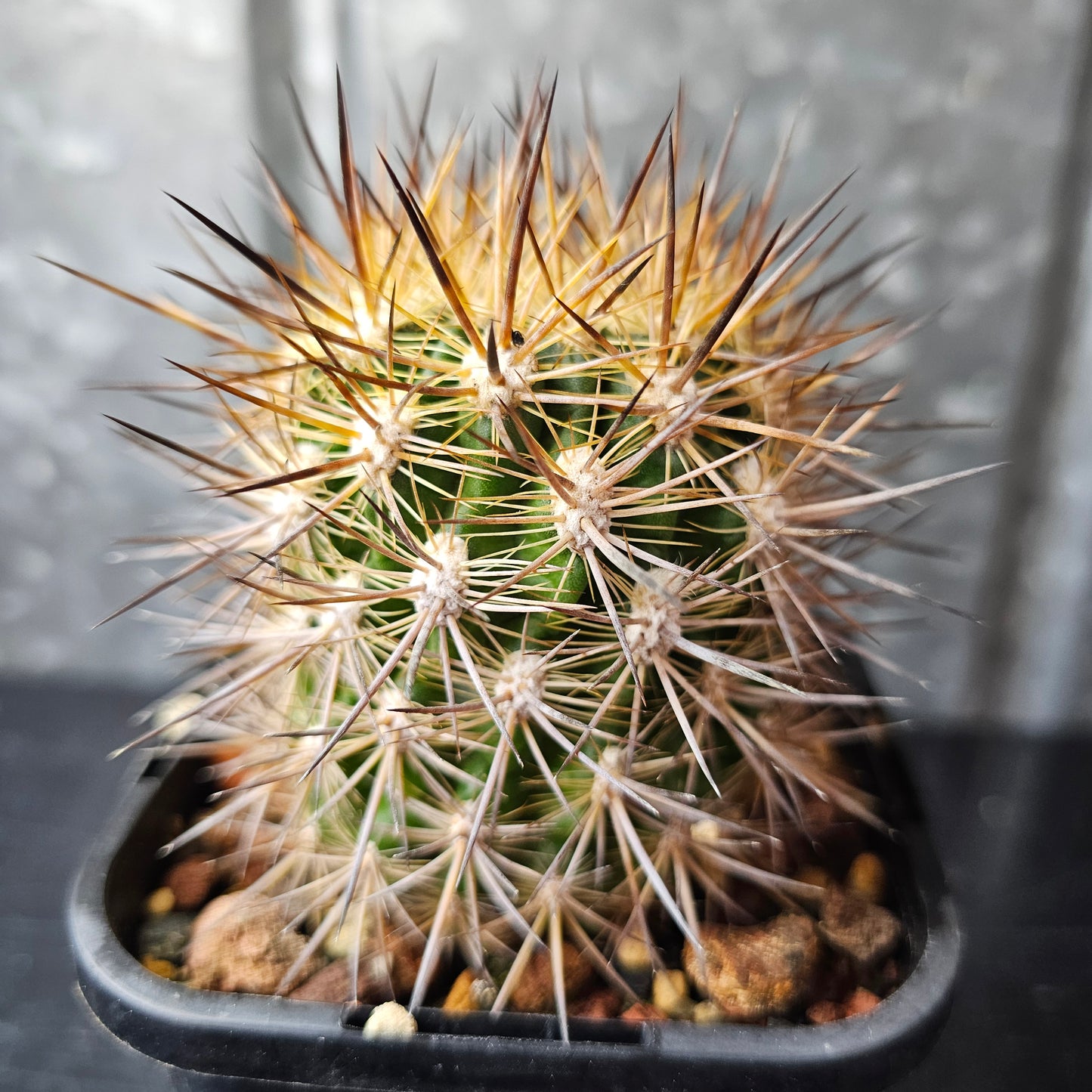 Eriosyce sp.