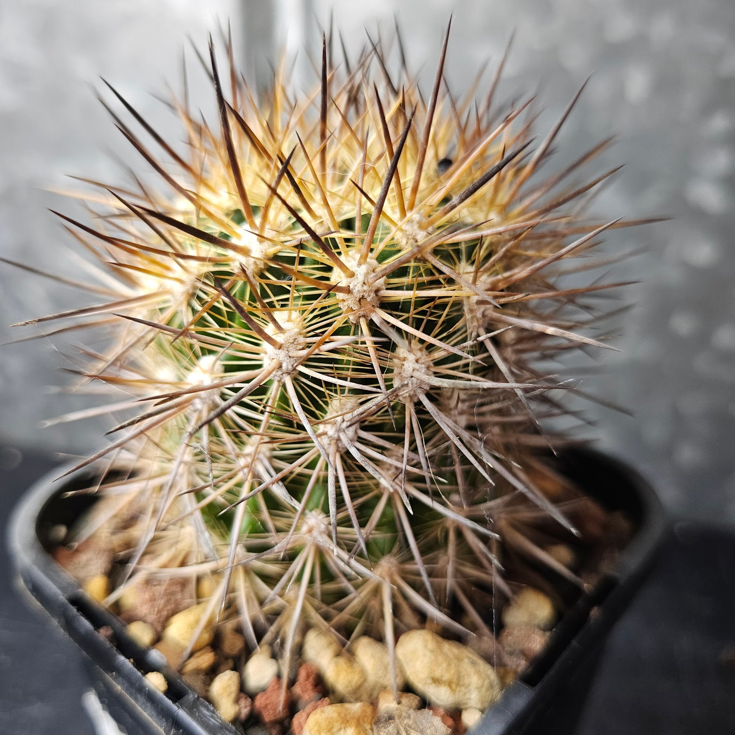 Eriosyce sp.