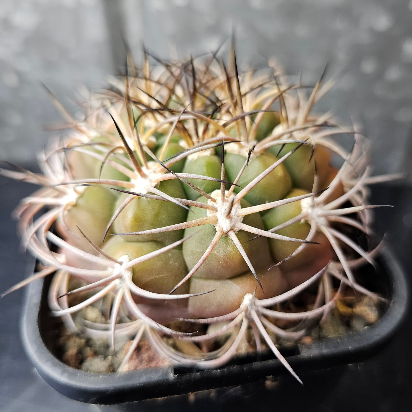 Gymnocalycium pflanzii