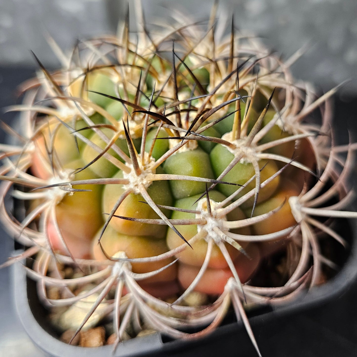 Gymnocalycium pflanzii, large cactus with curved spines and pretty flowers.