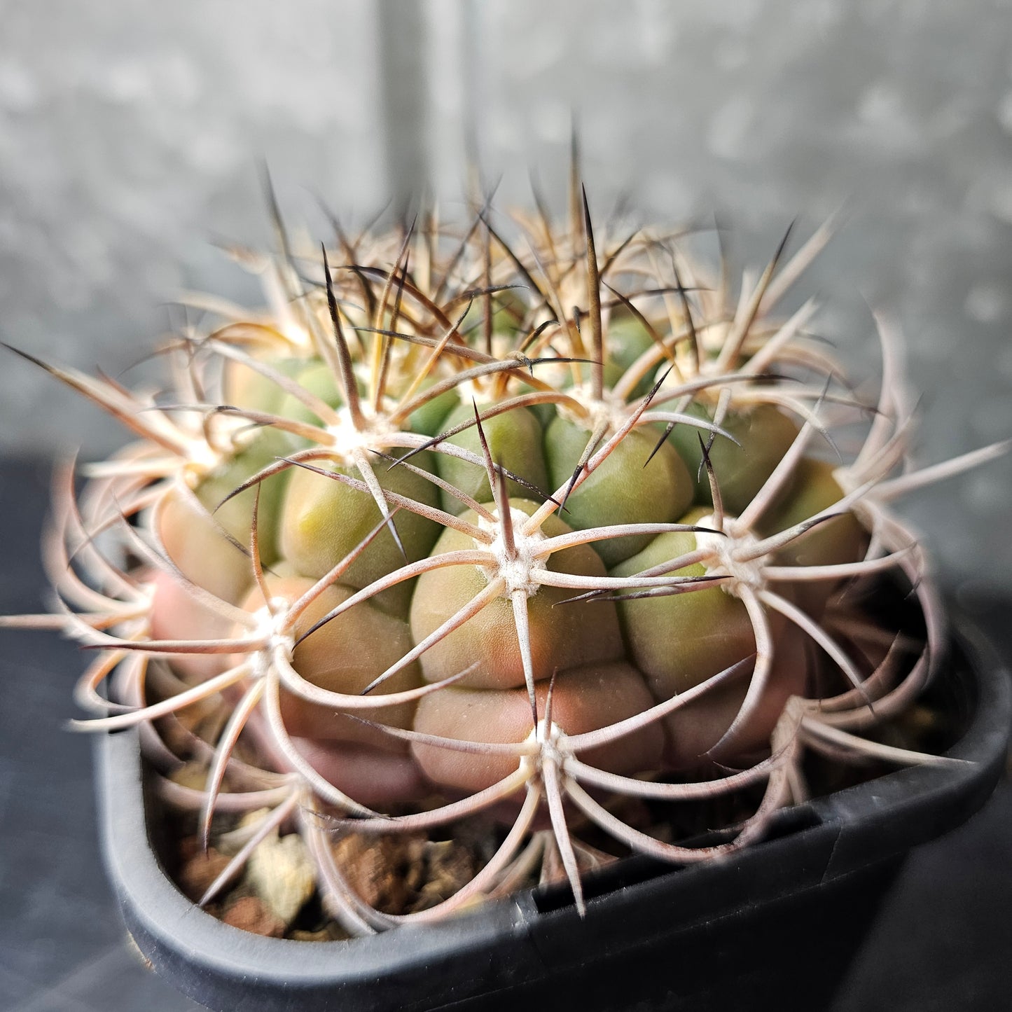 Gymnocalycium pflanzii