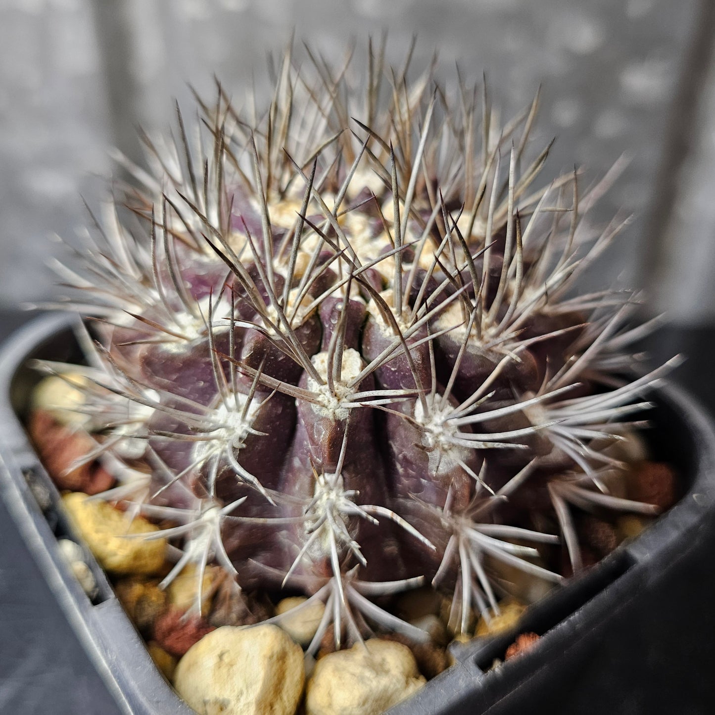Neochilenia huascensis