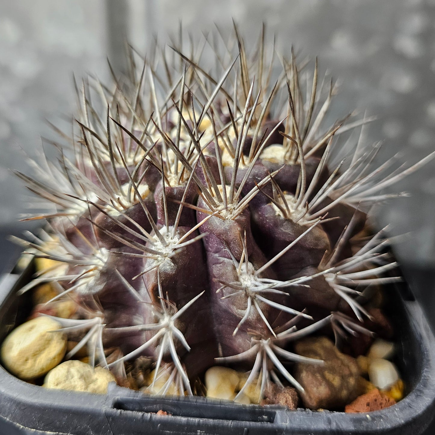 Neochilenia huascensis