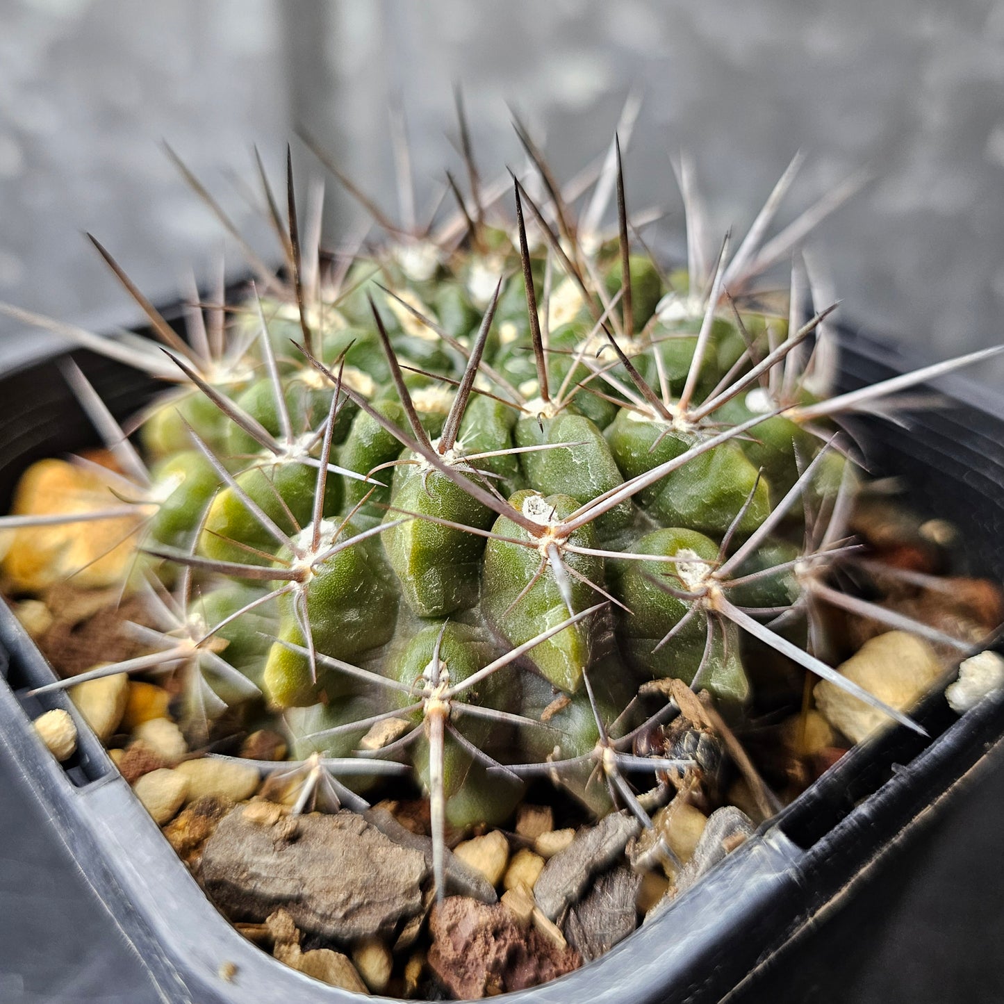 Horridocactus esmereldana