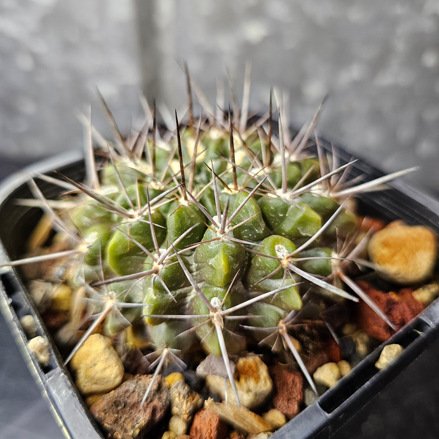 Horridocactus esmereldana