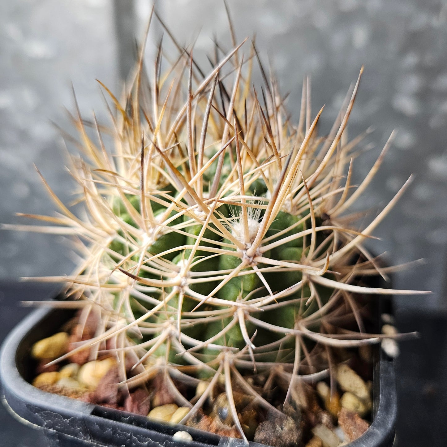 Pyrrhocactus eriosyzoides v. domeykoensis