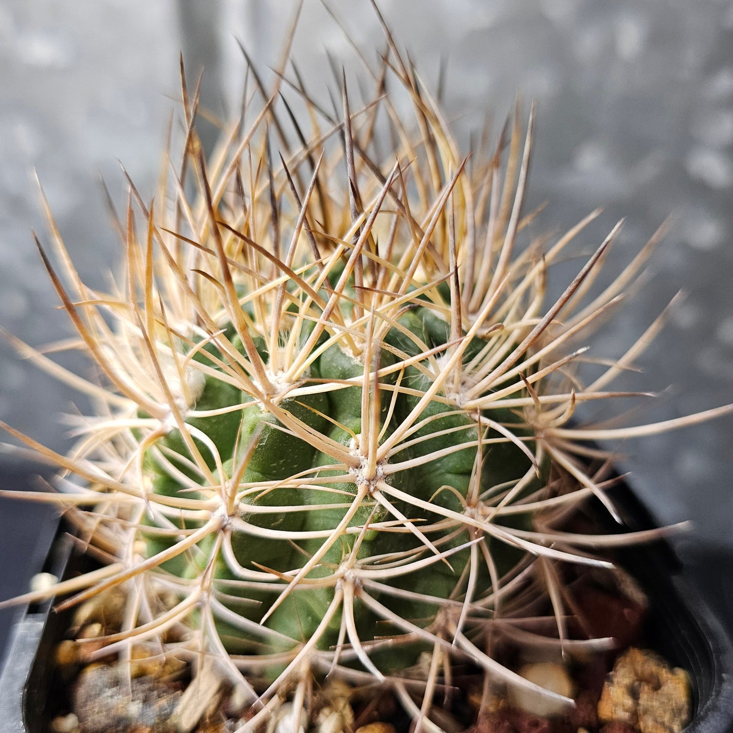 Pyrrhocactus eriosyzoides v. domeykoensis
