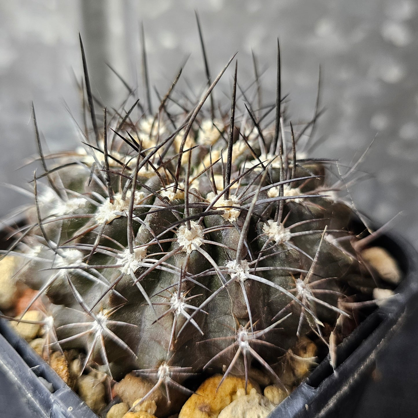 Pyrrhocactus totoralensis FR492, dark low-profile cactus with black spines, slow grown, absolute weapon.