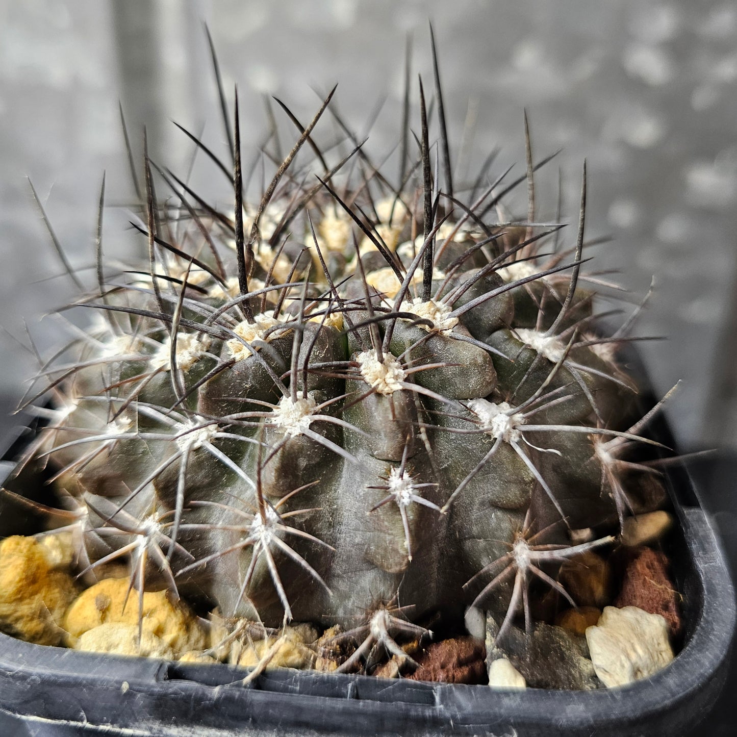 Pyrrhocactus totoralensis FR492