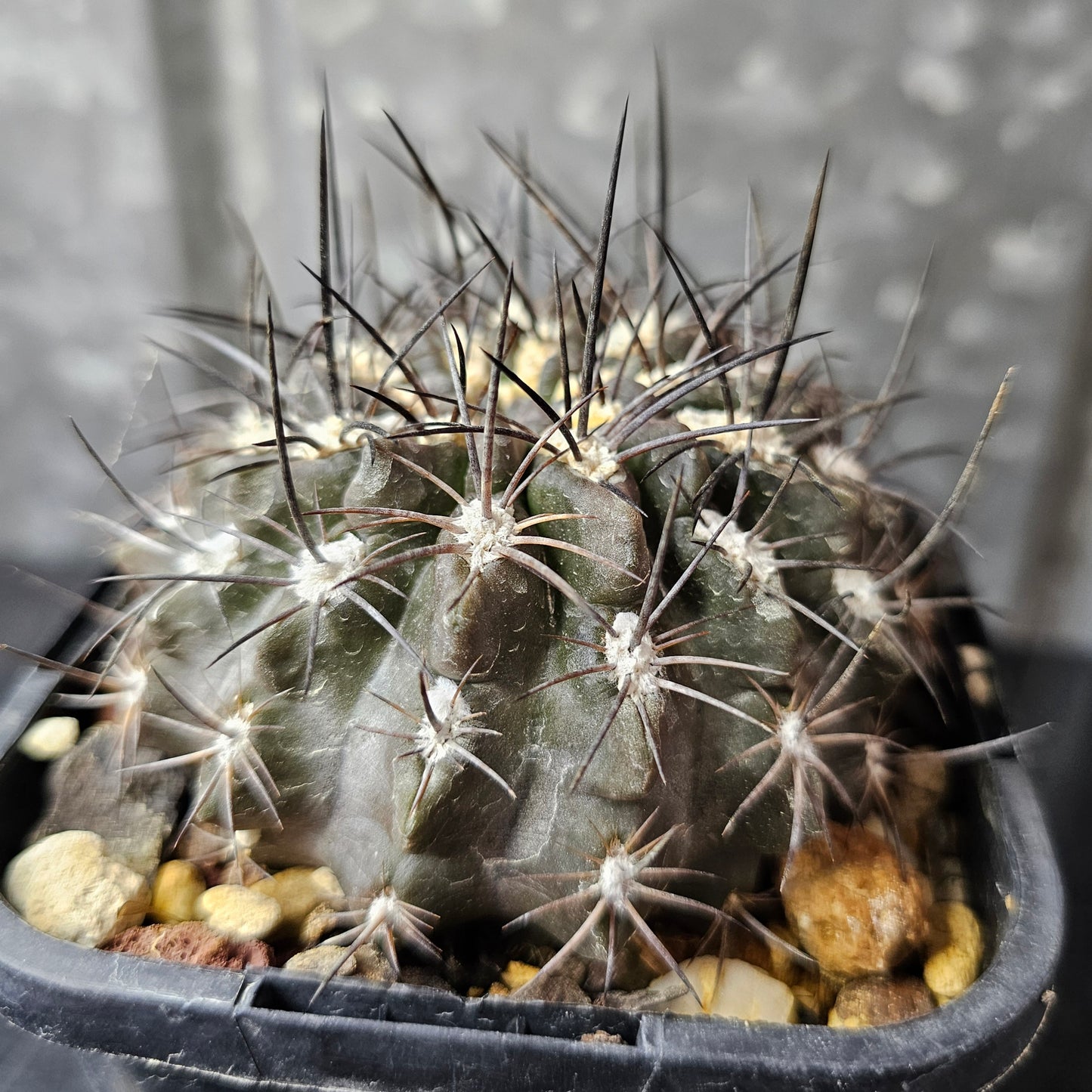 Pyrrhocactus totoralensis FR492