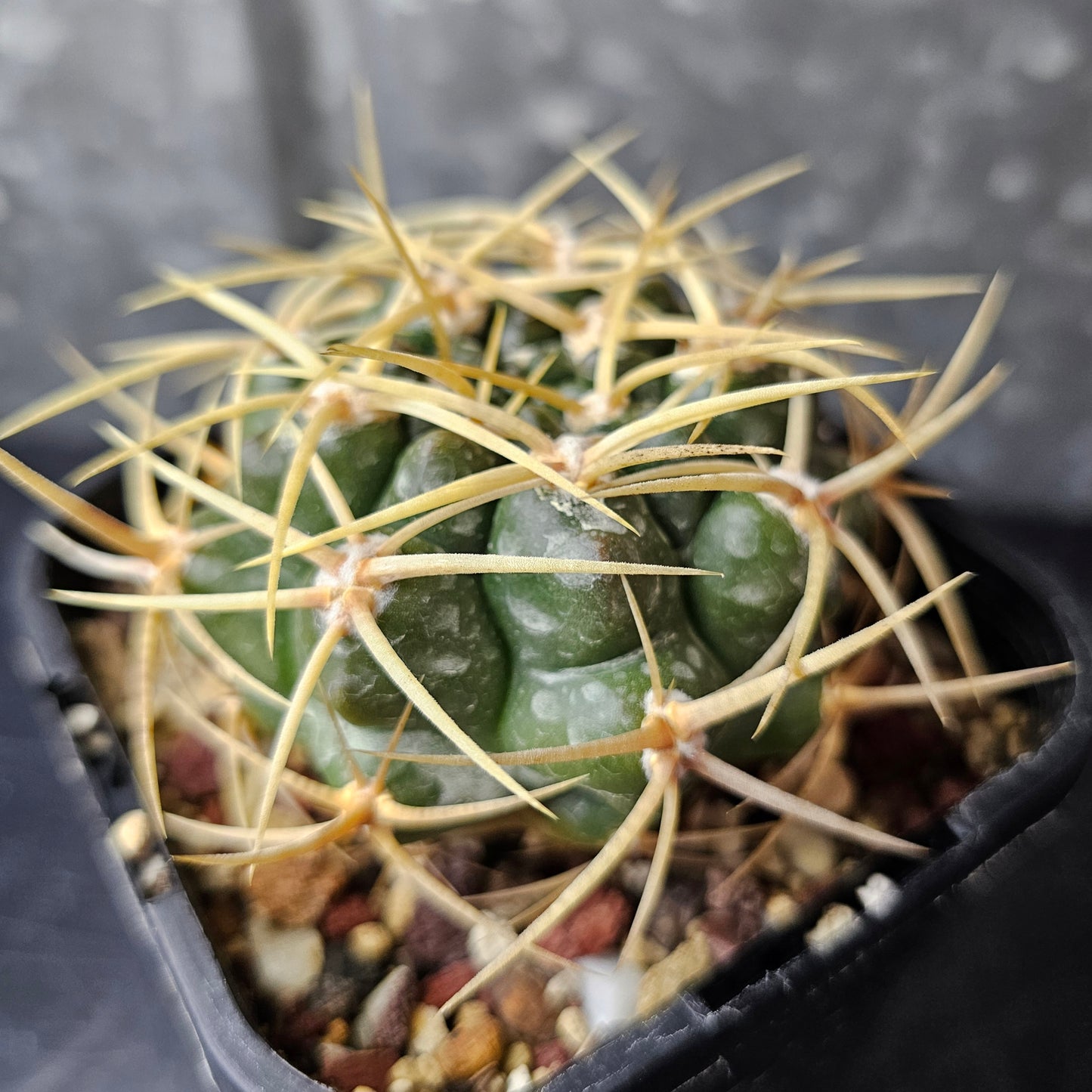 Gymnocalycium orientale ssp. vikulovii