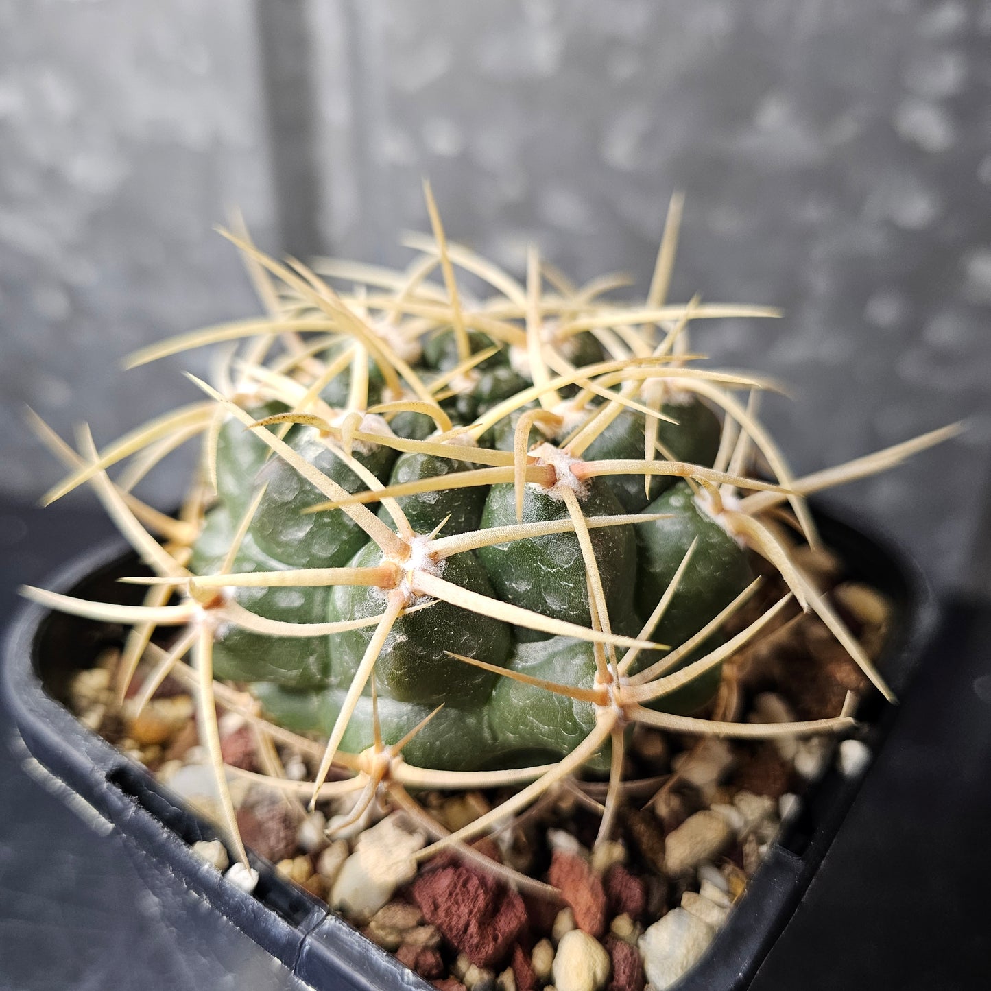 Gymnocalycium orientale ssp. vikulovii