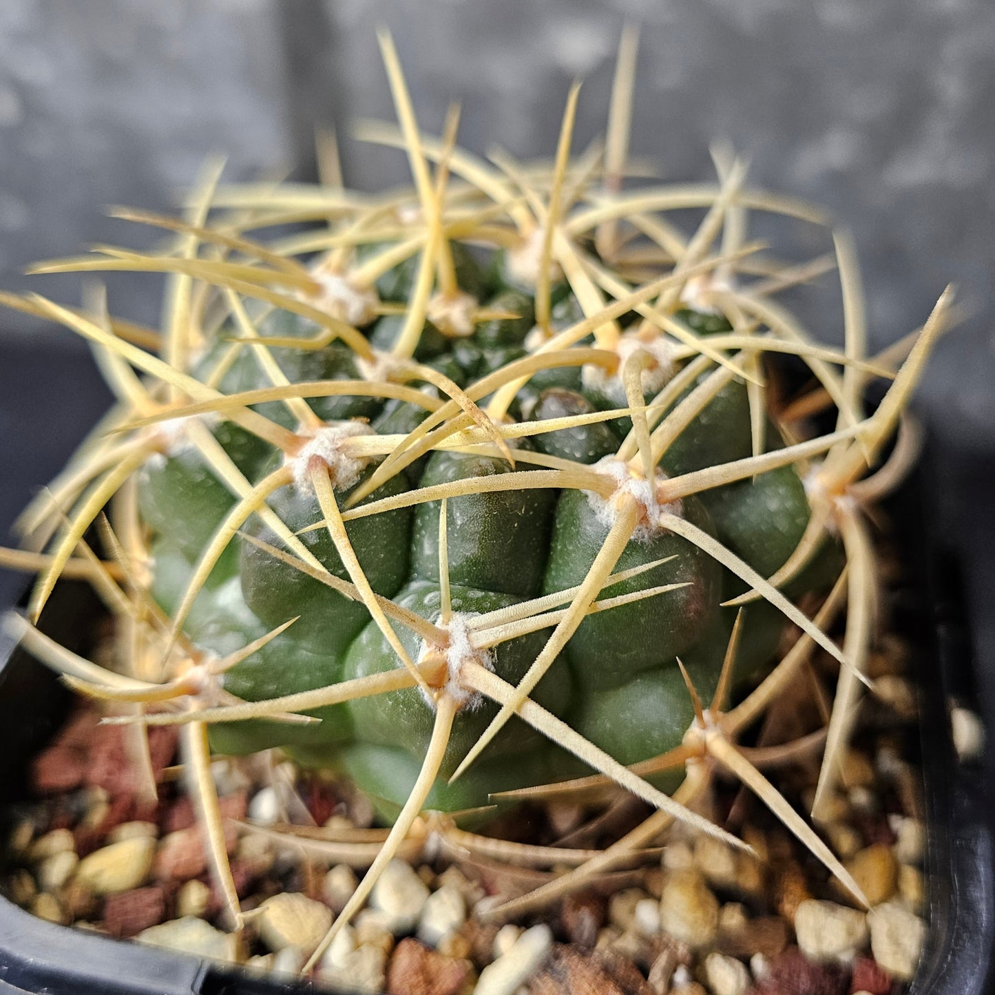 Gymnocalycium orientale ssp. vikulovii