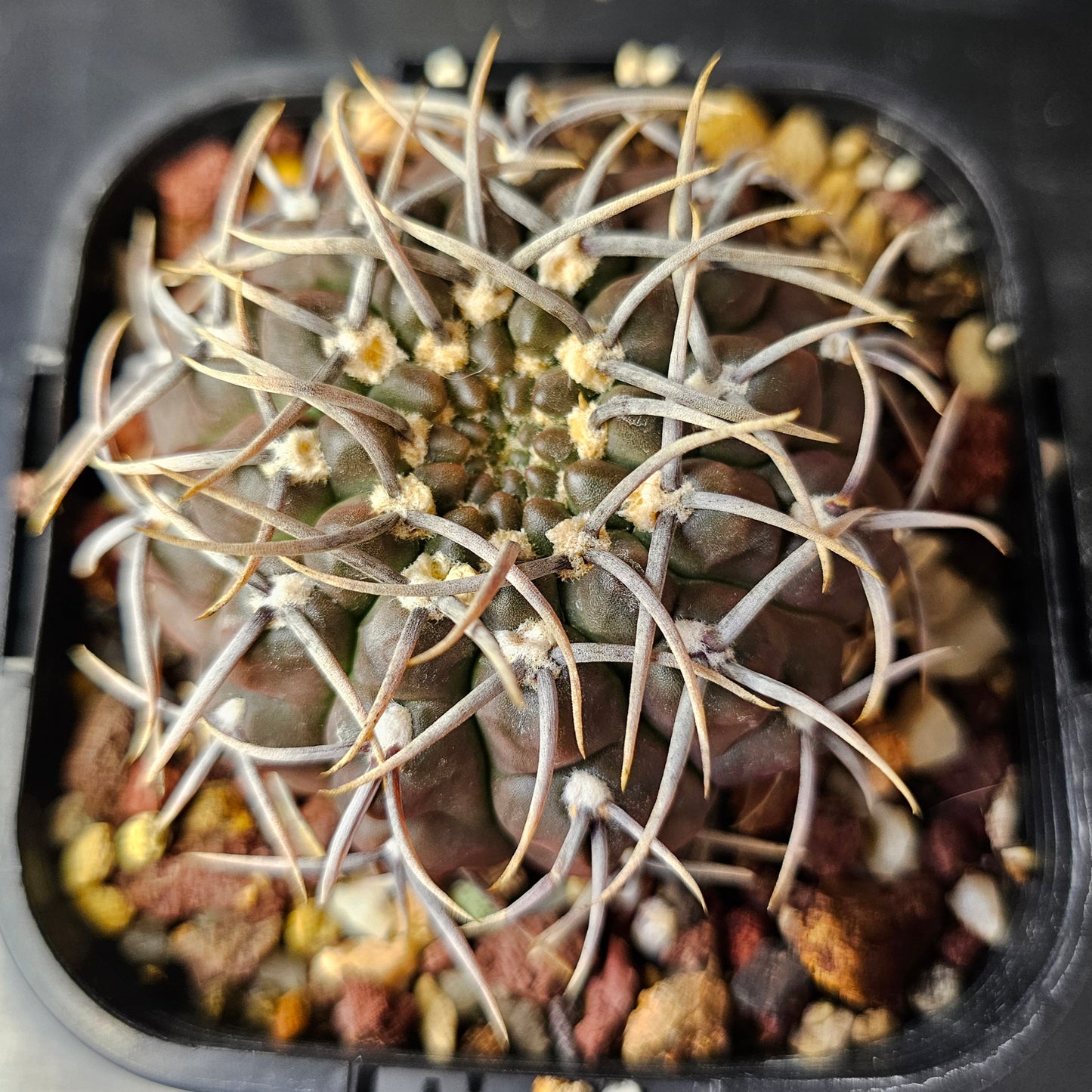 Gymnocalycium vatteri