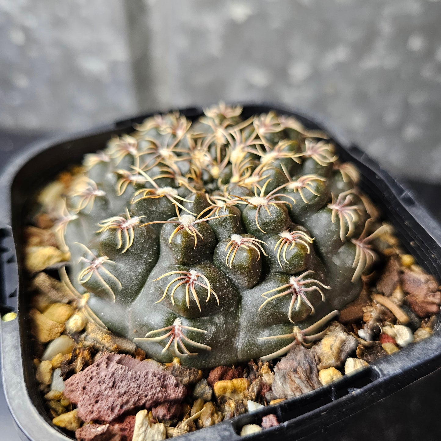 Gymnocalycium Species 2078