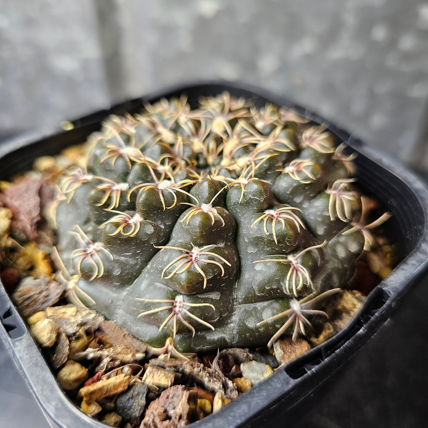 Gymnocalycium Species 2078