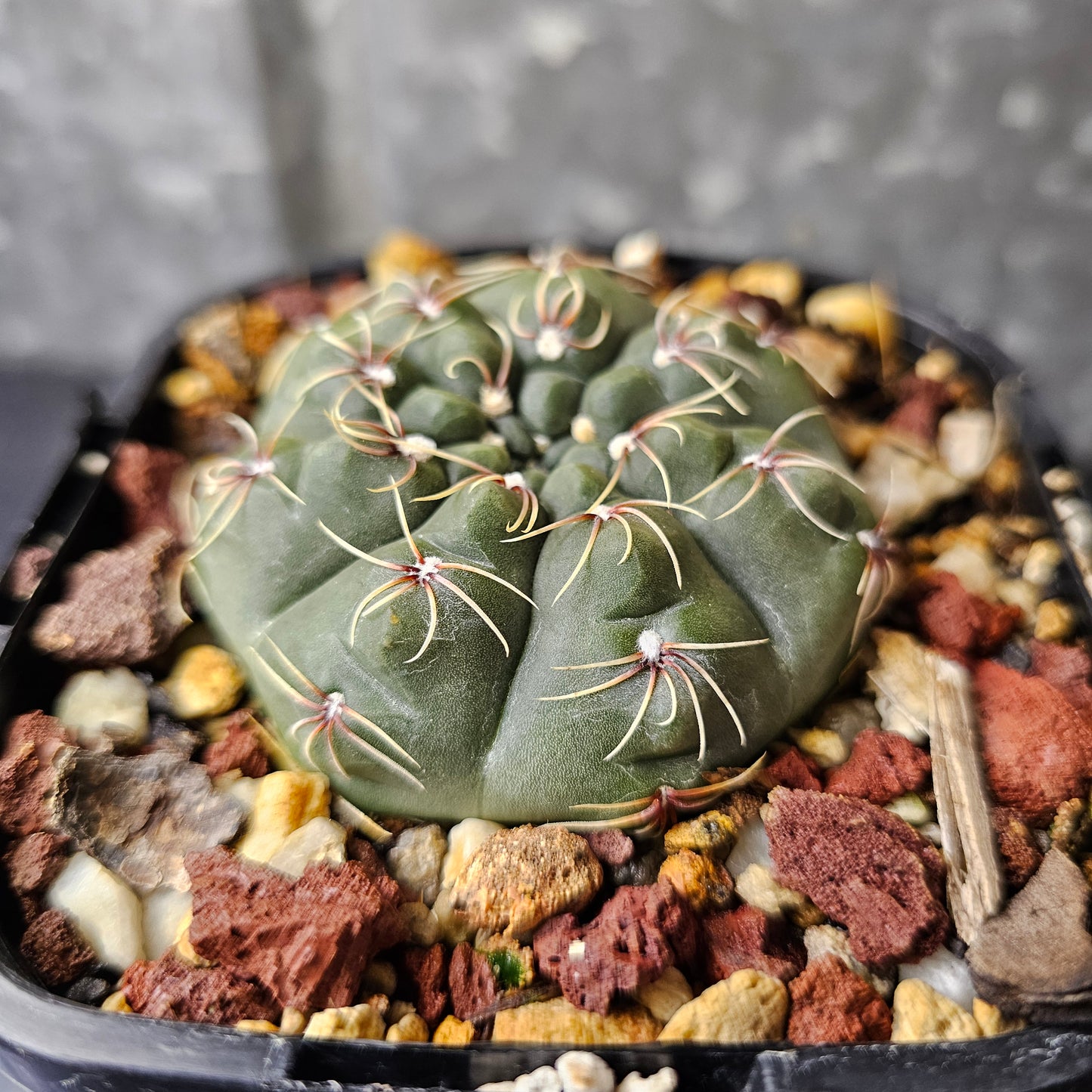 Gymnocalycium campestre
