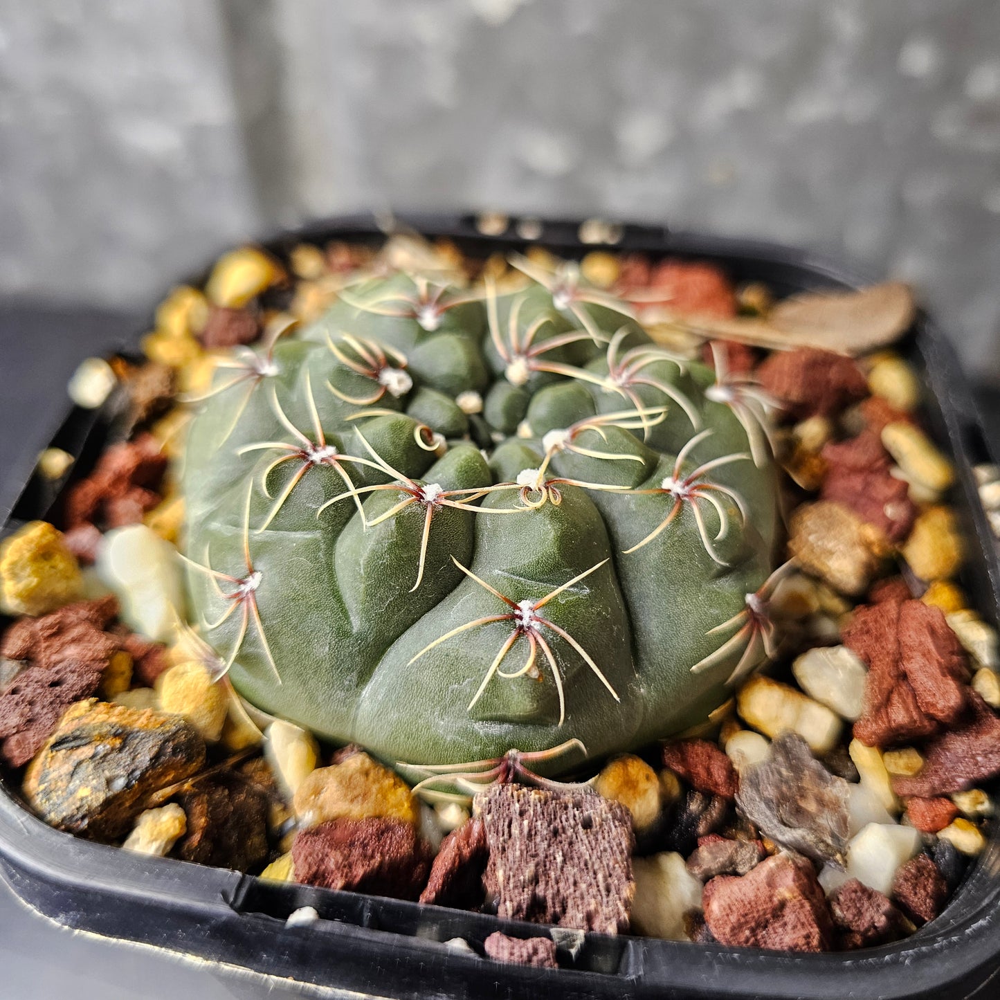 Gymnocalycium campestre