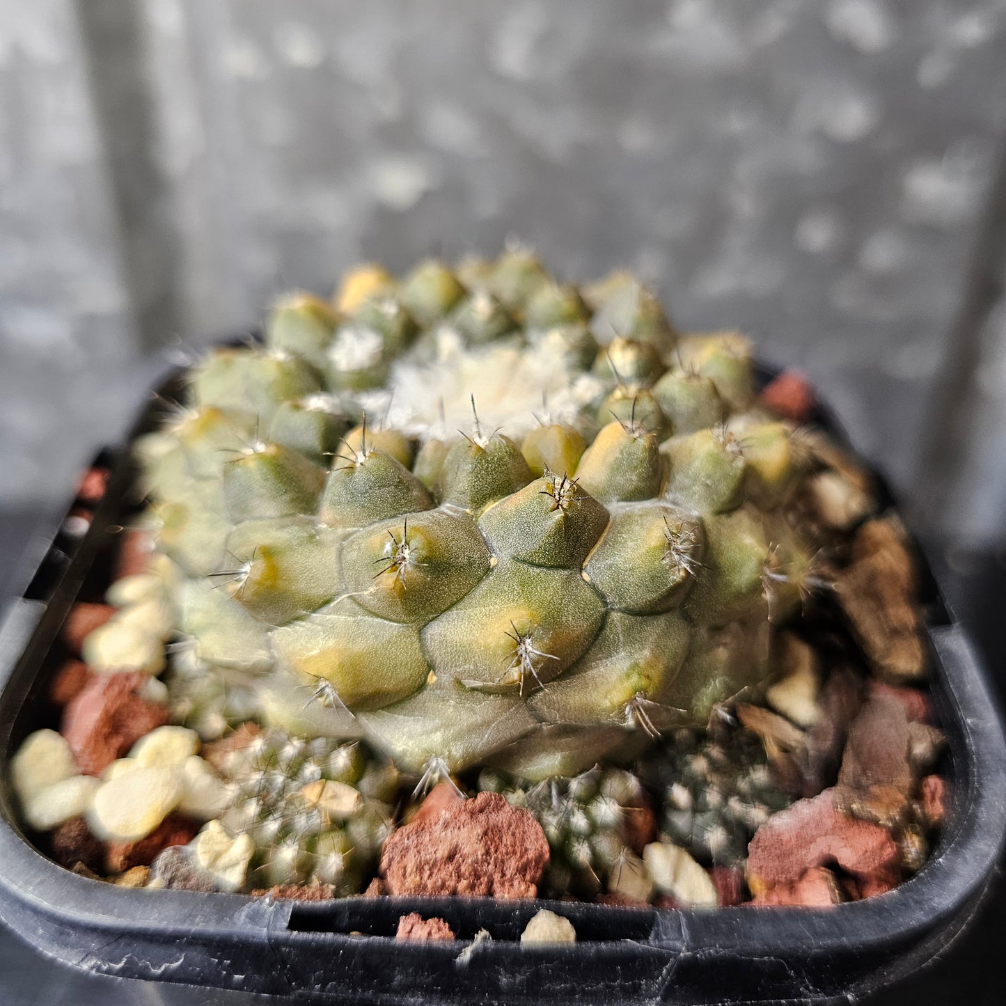 Copiapoa hybrid