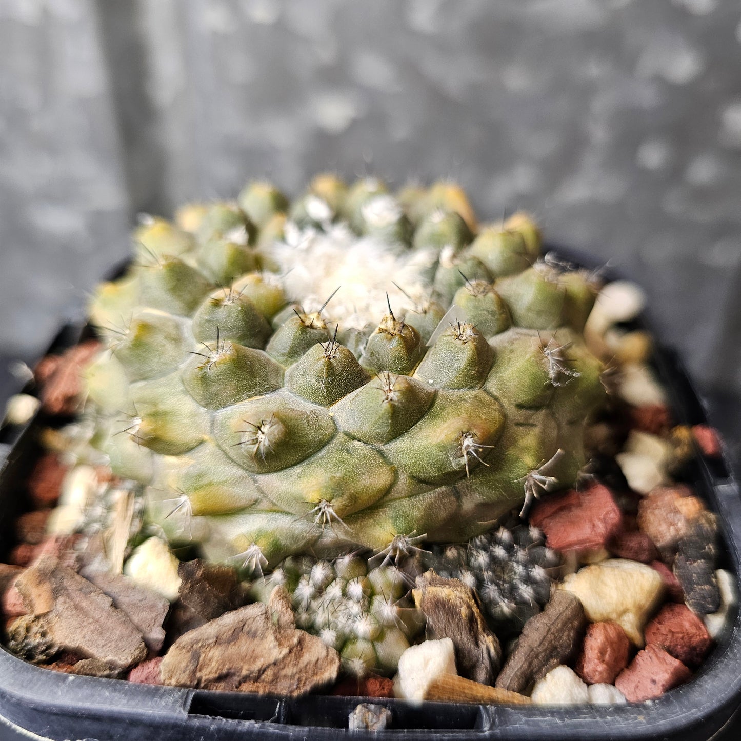 Copiapoa hybrid