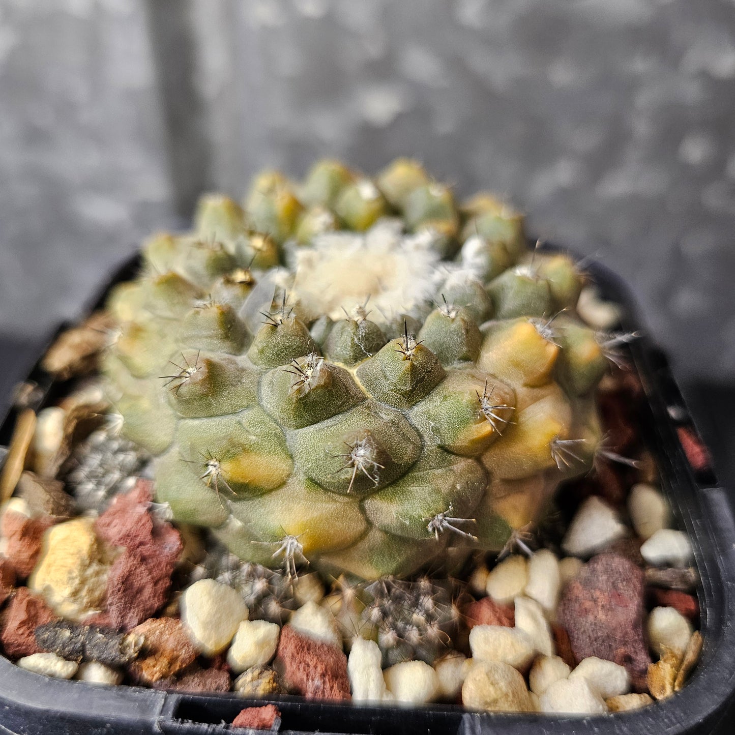 Copiapoa hybrid