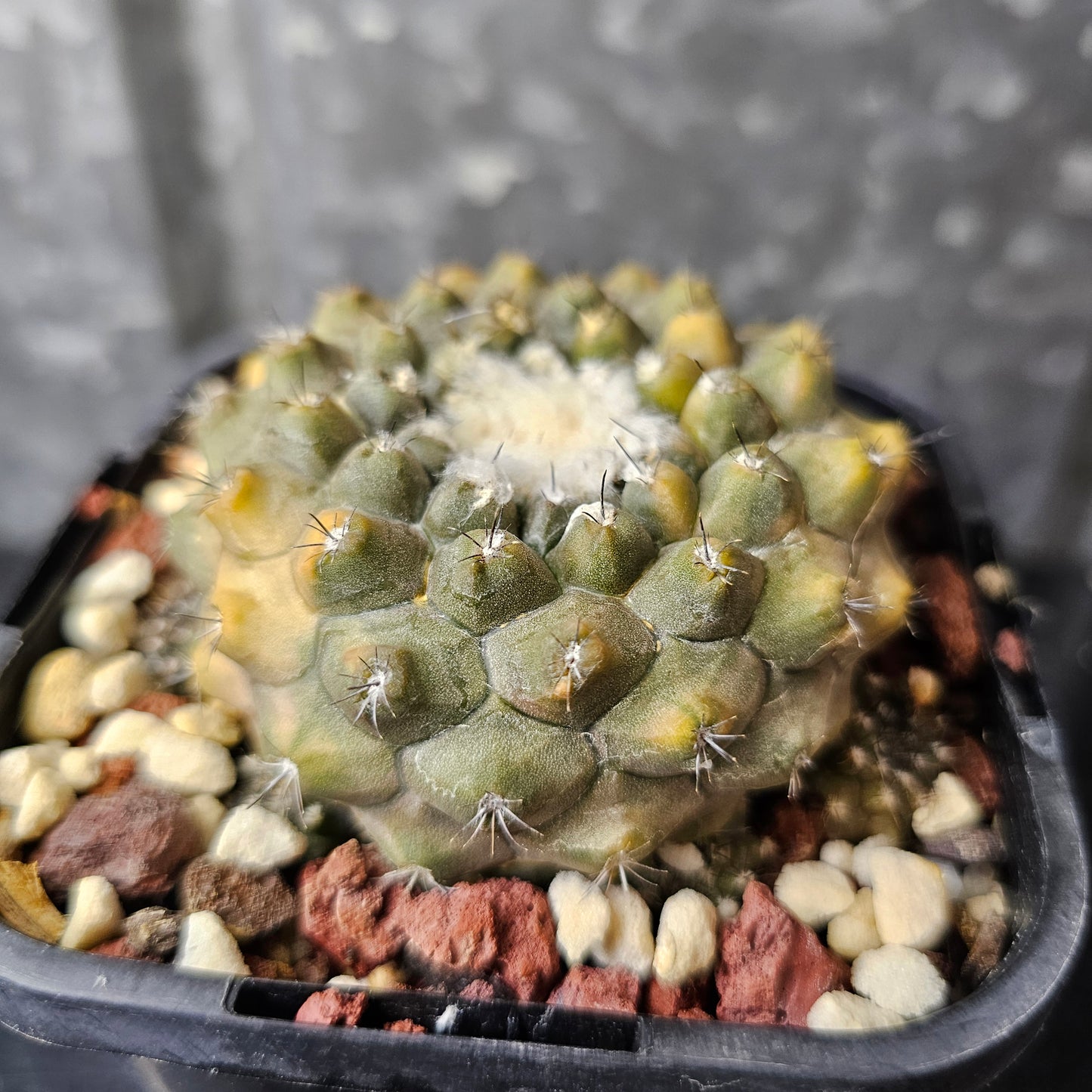 Copiapoa hybrid