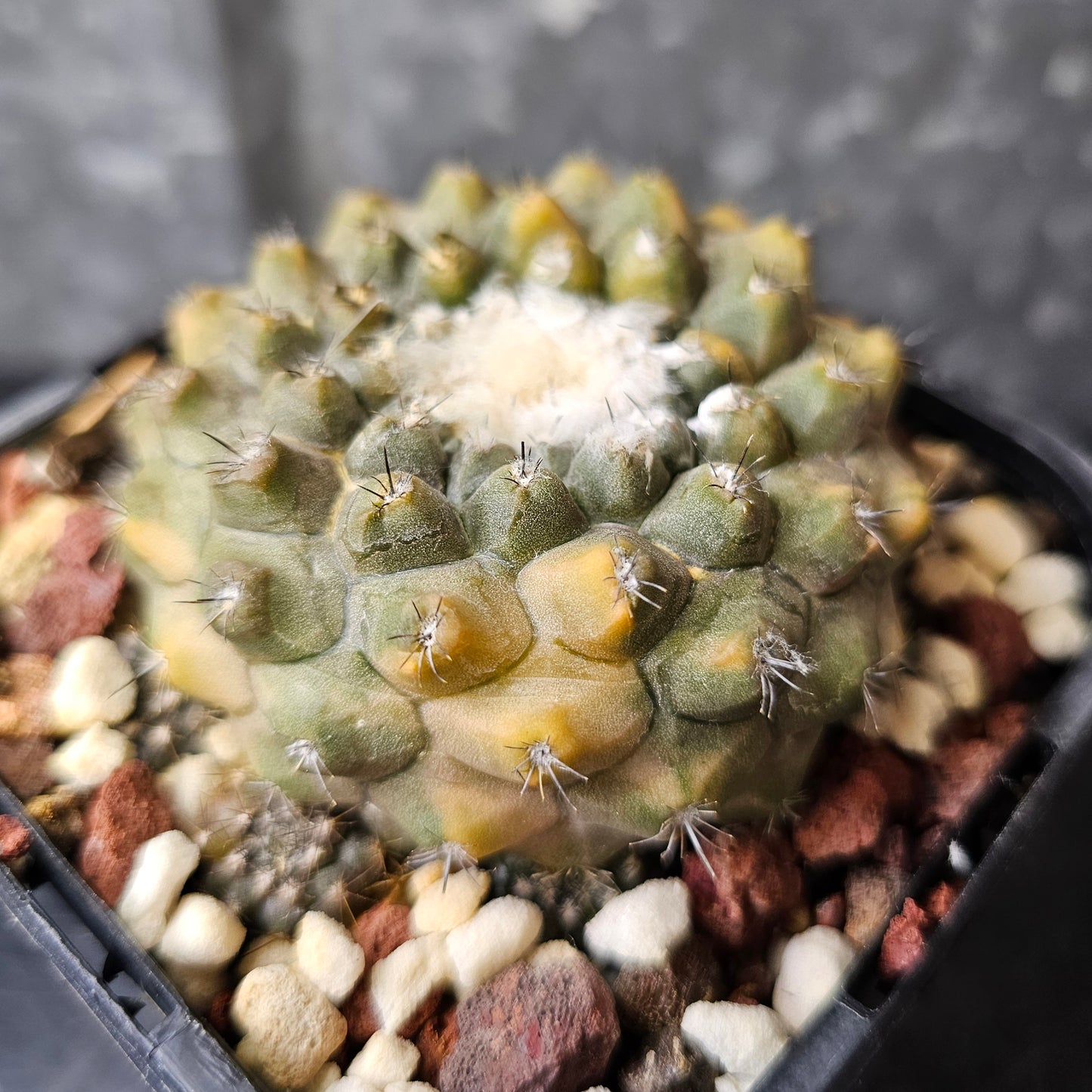 Copiapoa hybrid