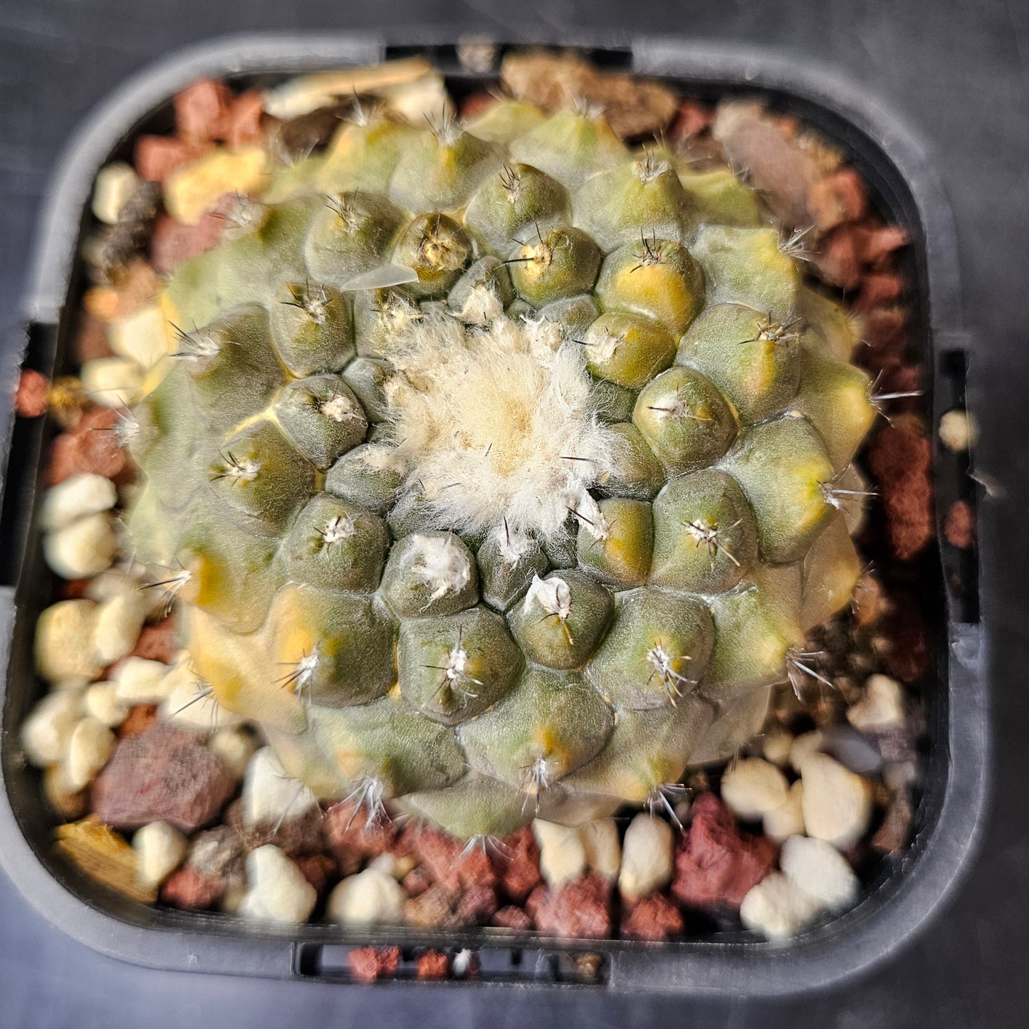 Copiapoa hybrid
