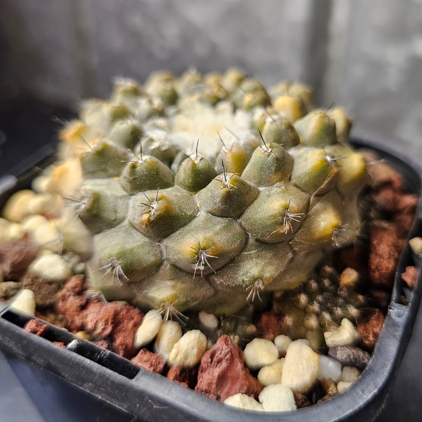 Copiapoa hybrid