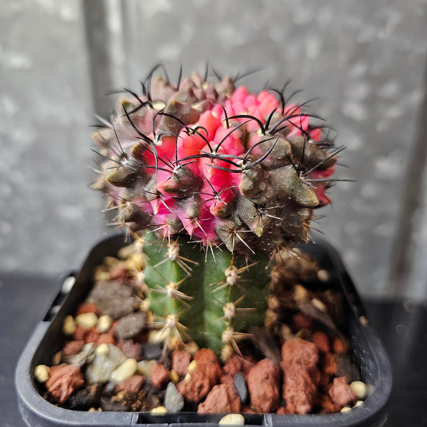 Eriosyce esmeraldana RMF165
