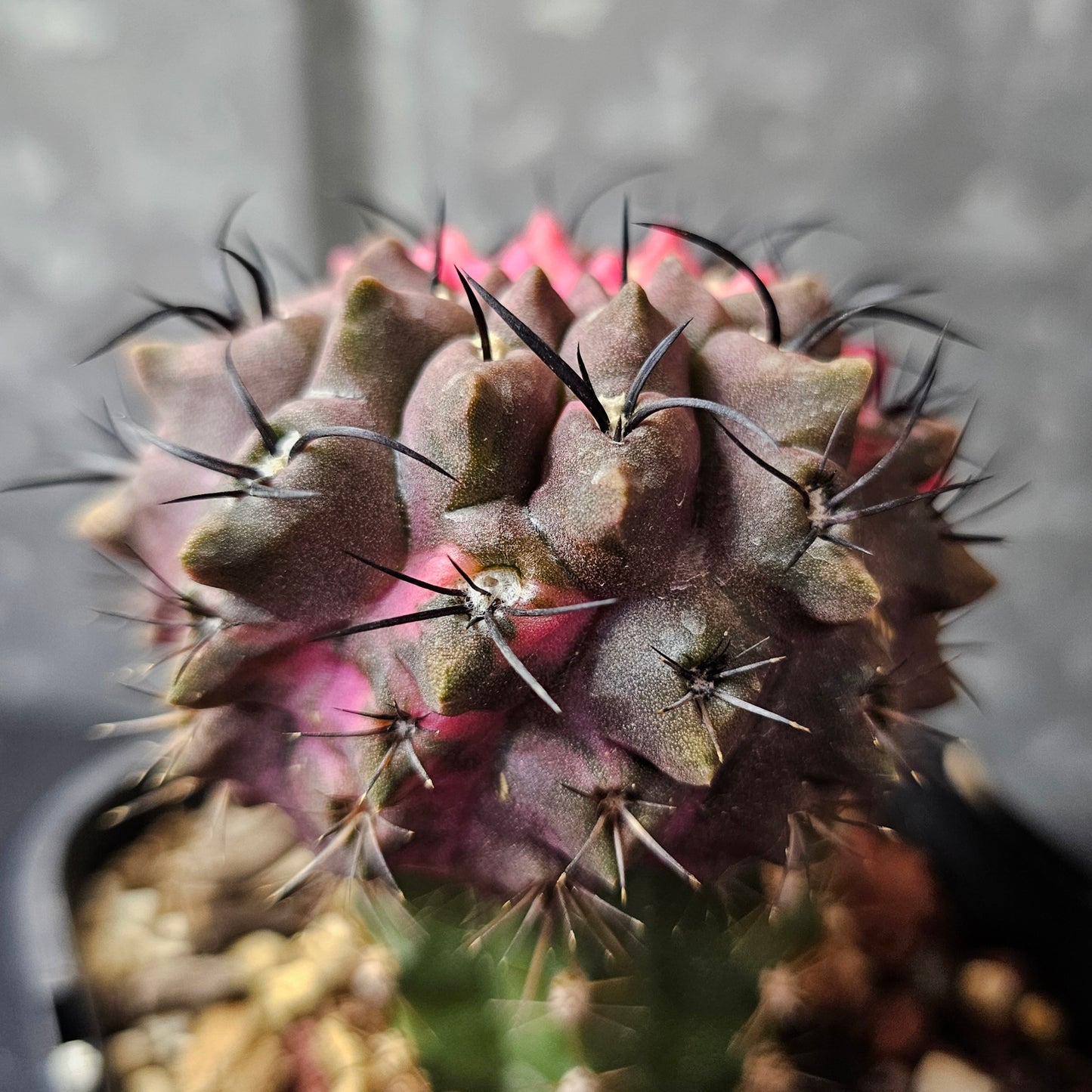 Eriosyce esmeraldana RMF165