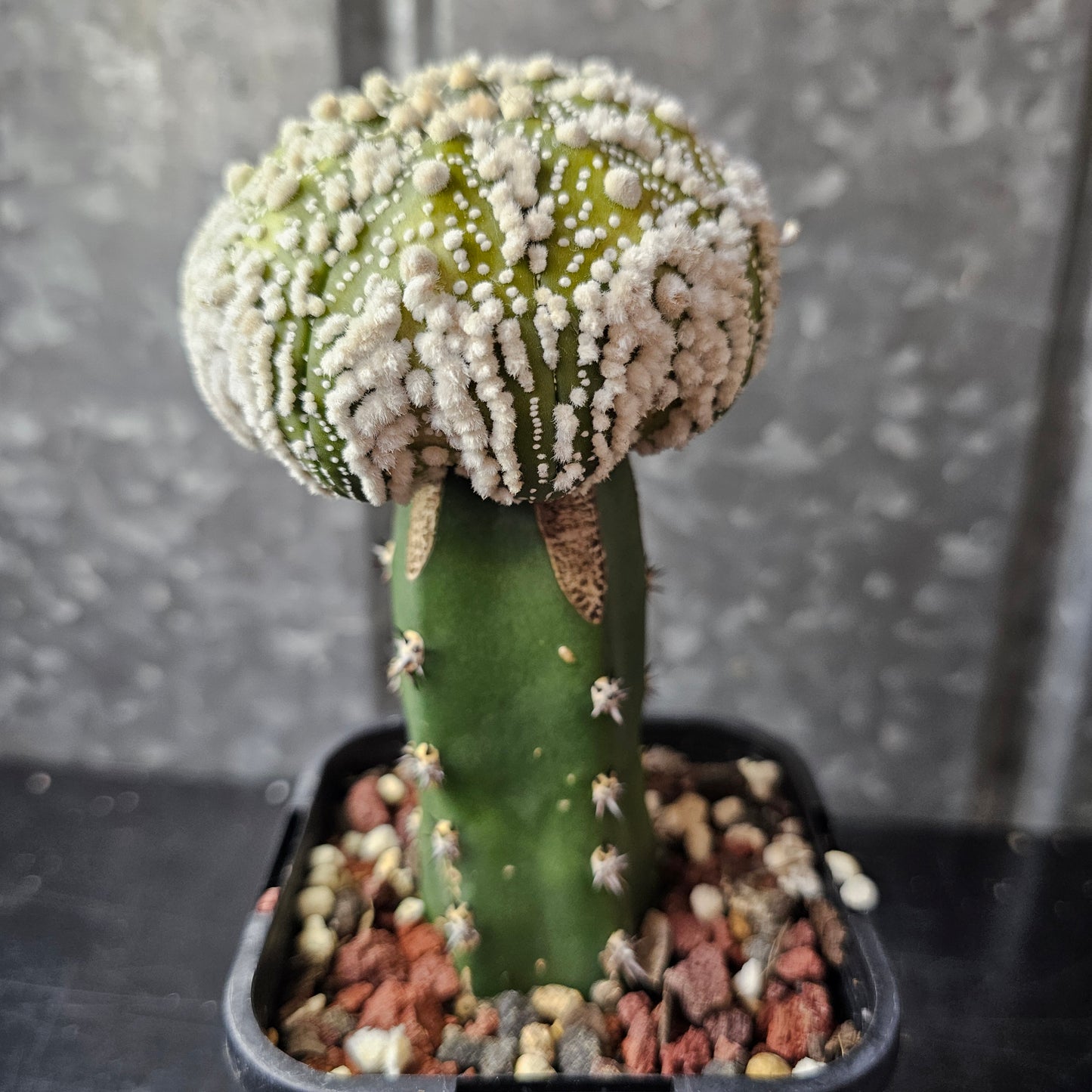 Astrophytum asterias cv. Hanazono