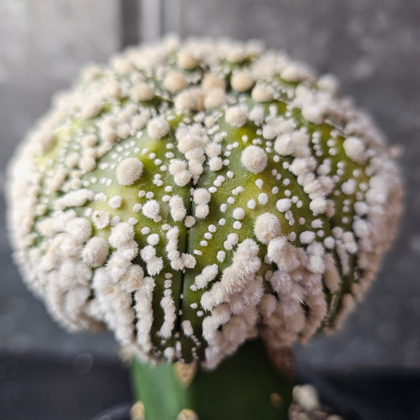 Astrophytum asterias cv. Hanazono