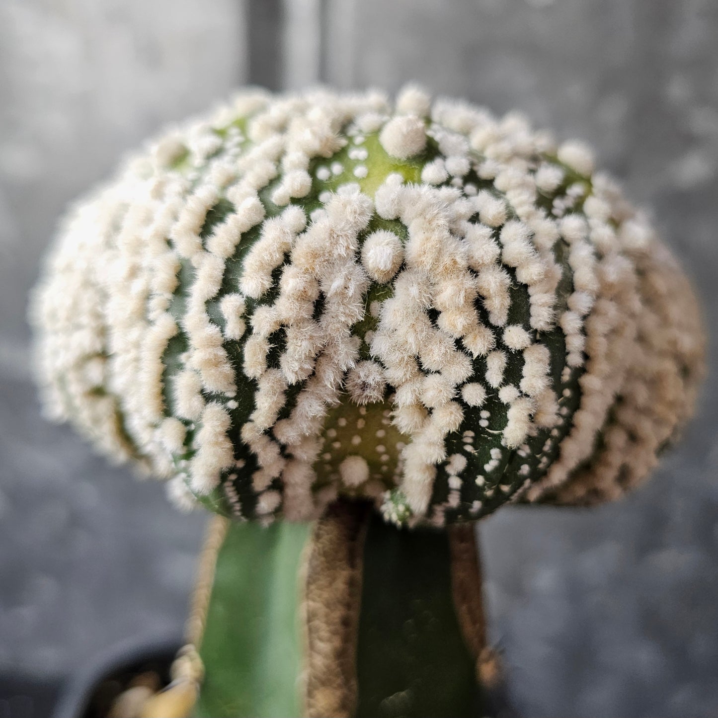 Astrophytum asterias cv. Hanazono
