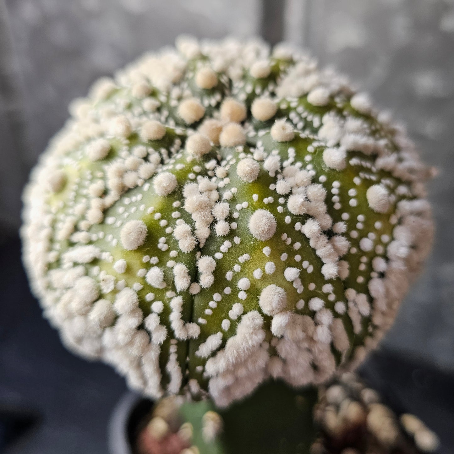 Astrophytum asterias cv. Hanazono