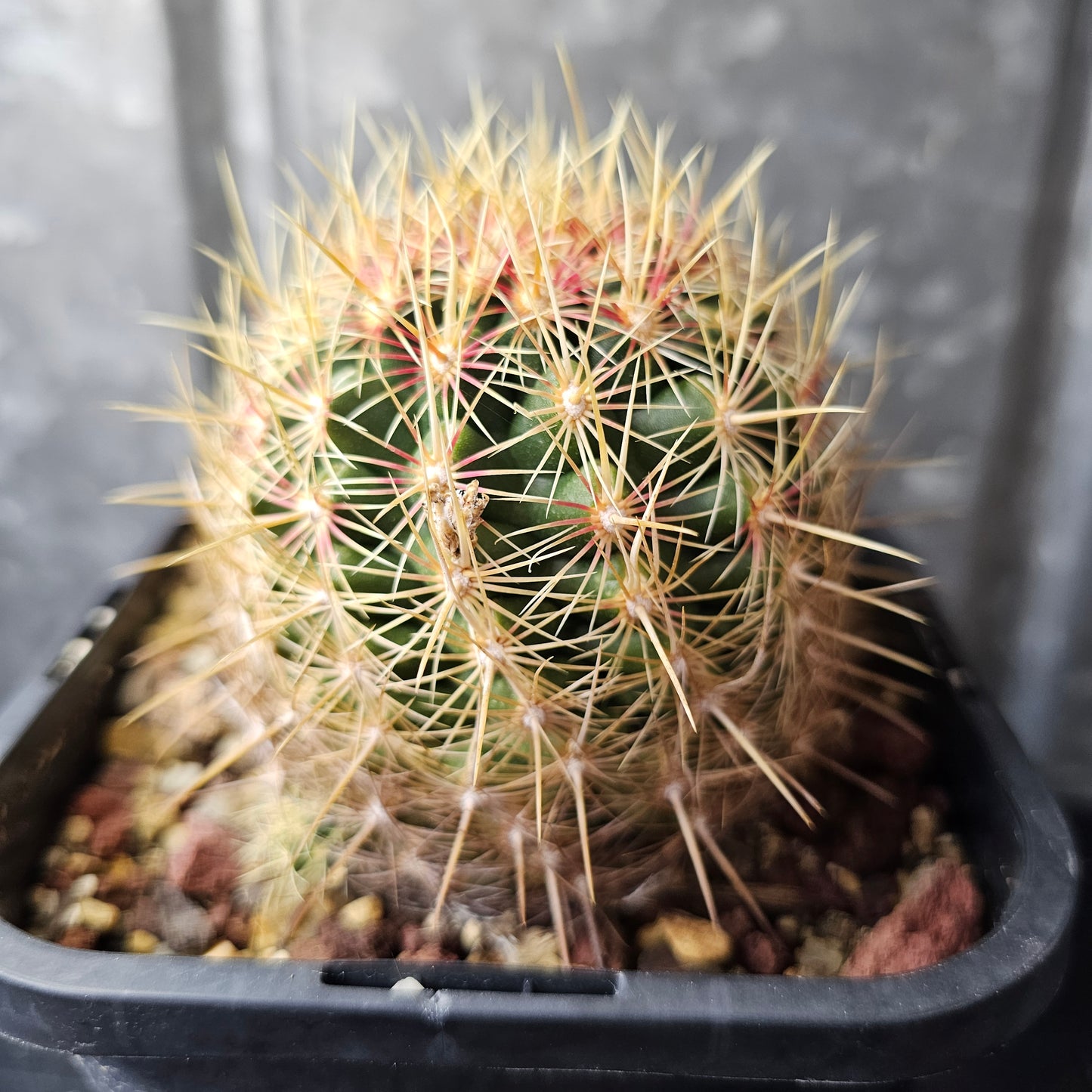 Thelocactus sp.
