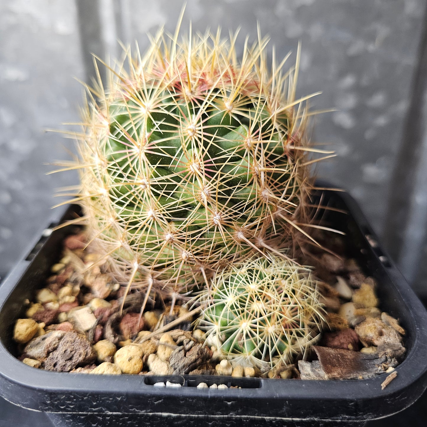 Thelocactus sp.